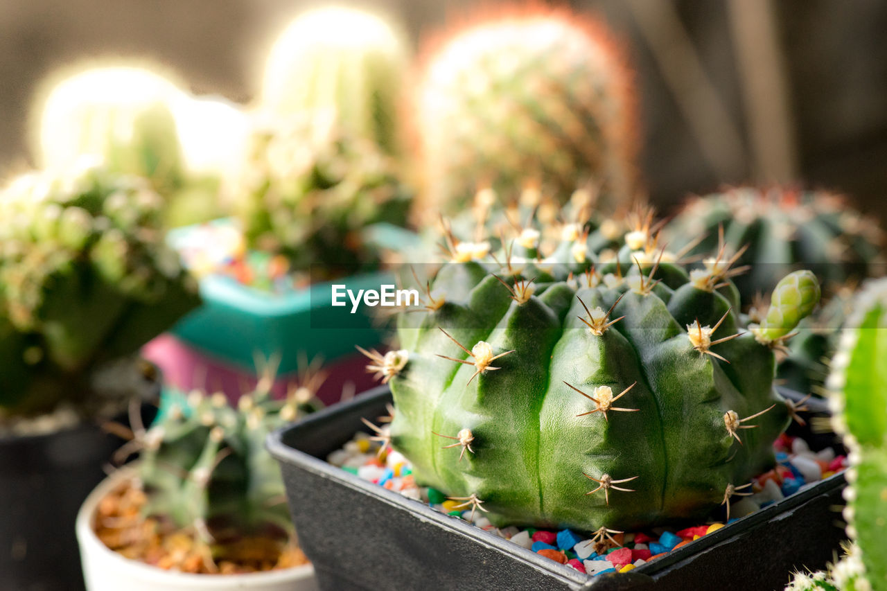 CLOSE-UP OF SUCCULENT PLANT