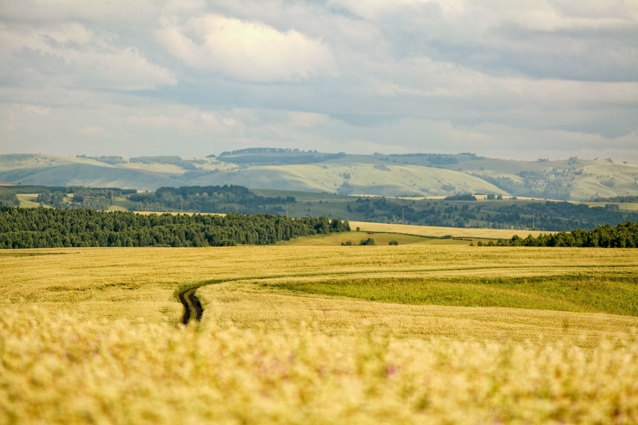 Scenic view of agricultural field against sky