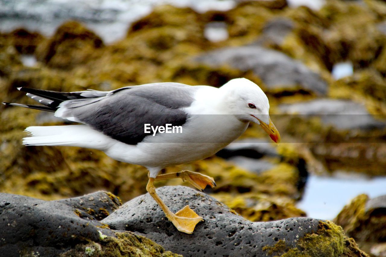 Close-up of seagull perching on rock