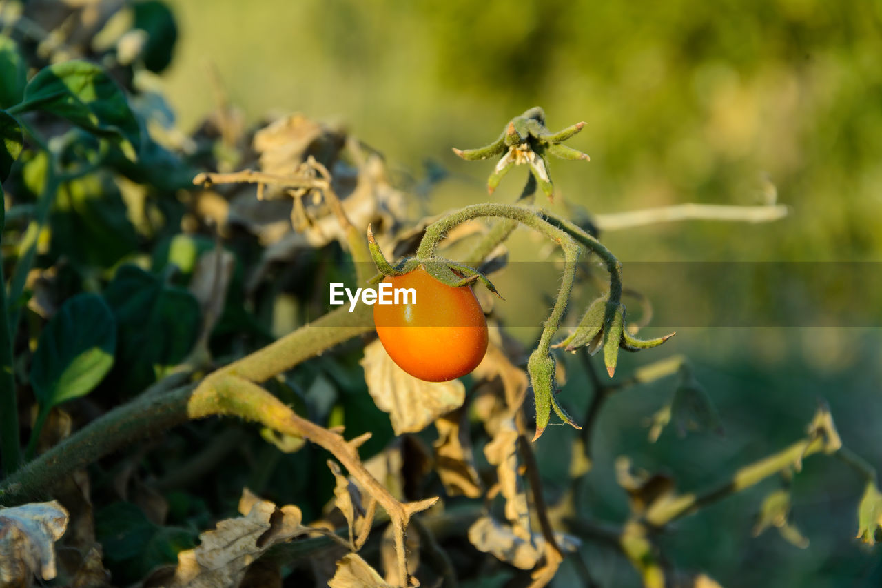 Organic unripe tomato on the green foliage background, hanging on the vine of a tomato tree