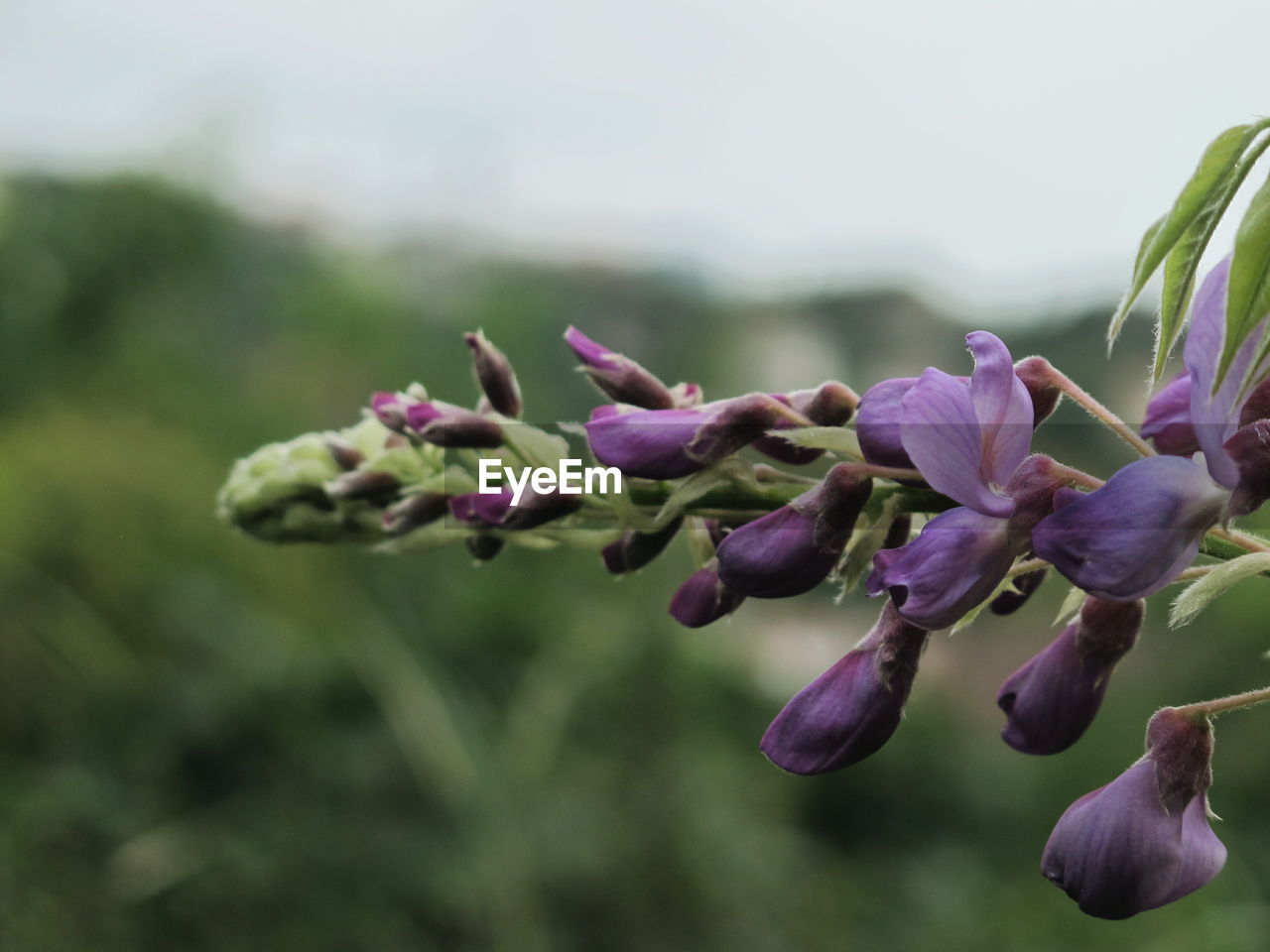 CLOSE-UP OF PURPLE FLOWERS ON PLANT