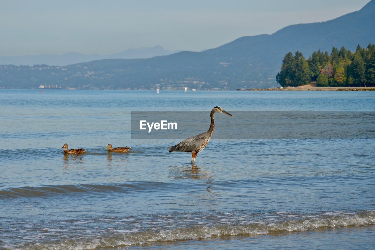 VIEW OF BIRDS ON LAKE