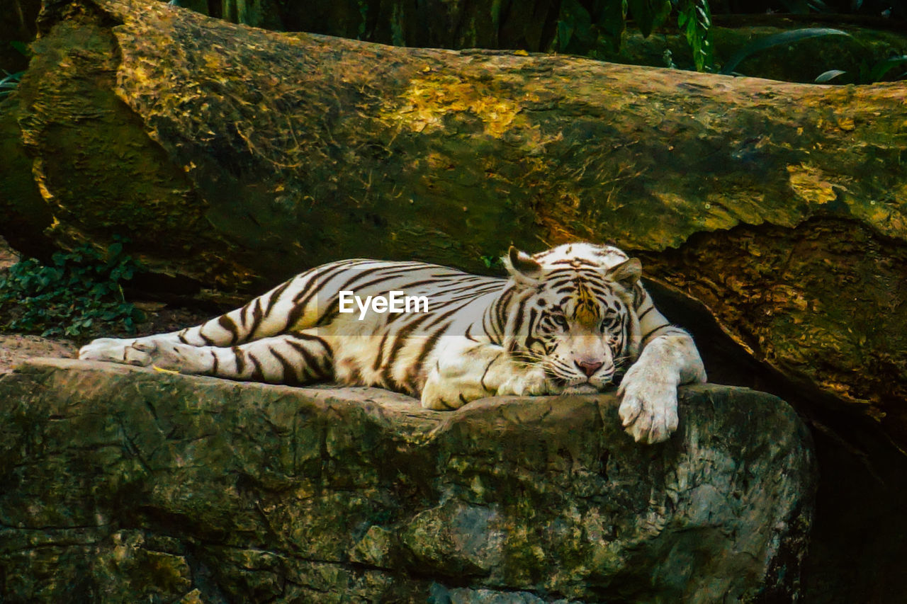 TIGER IN ZOO