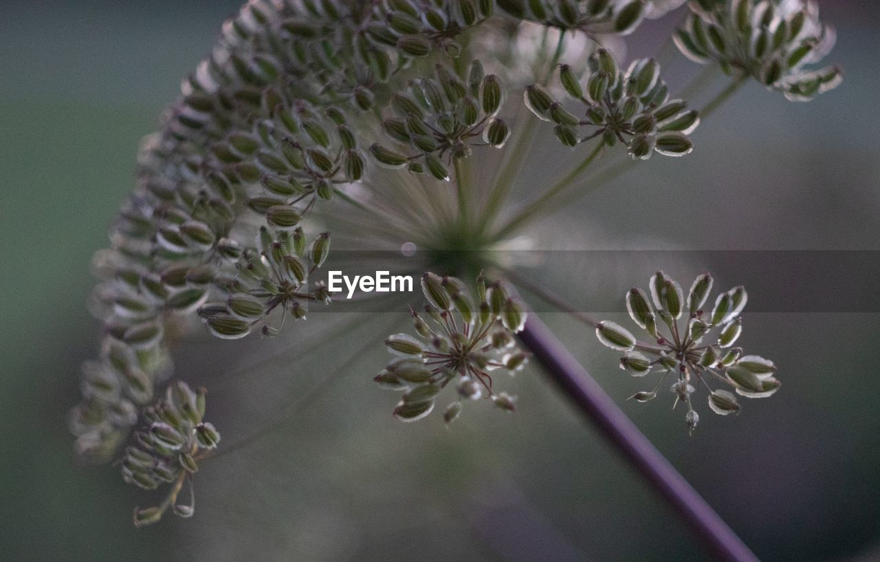 CLOSE-UP OF FLOWERING PLANT AGAINST WHITE WALL