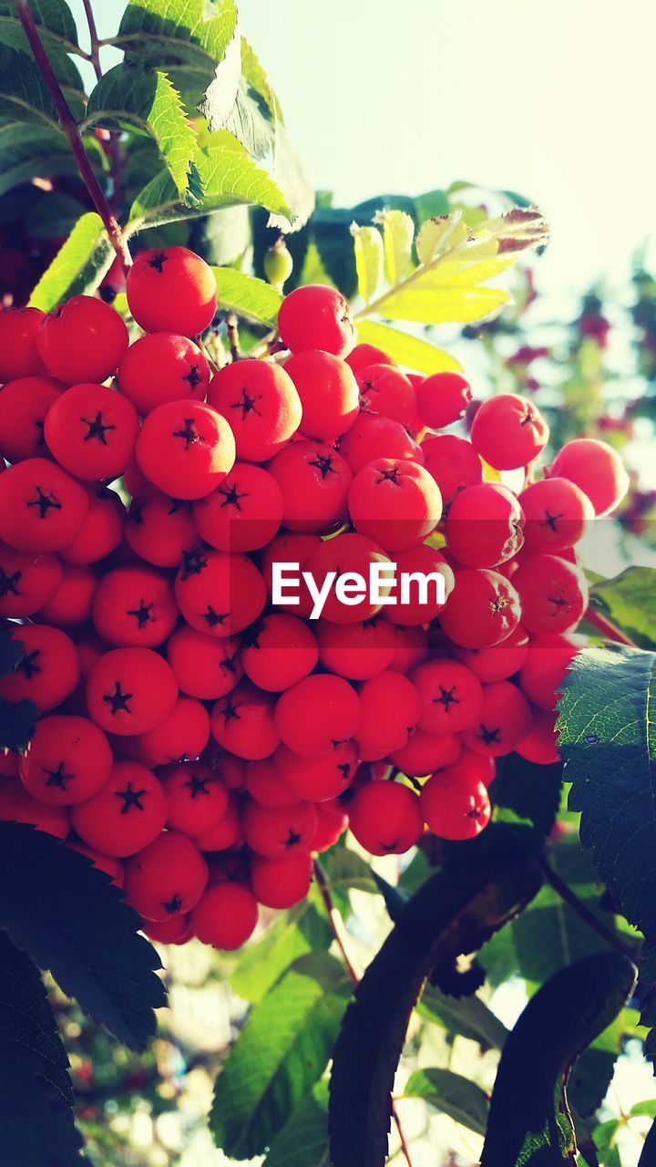 CLOSE-UP OF RED FLOWERS BLOOMING