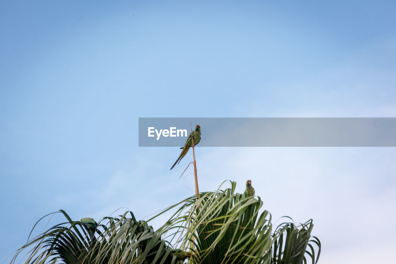 LOW ANGLE VIEW OF GRASSHOPPER AGAINST BLUE SKY