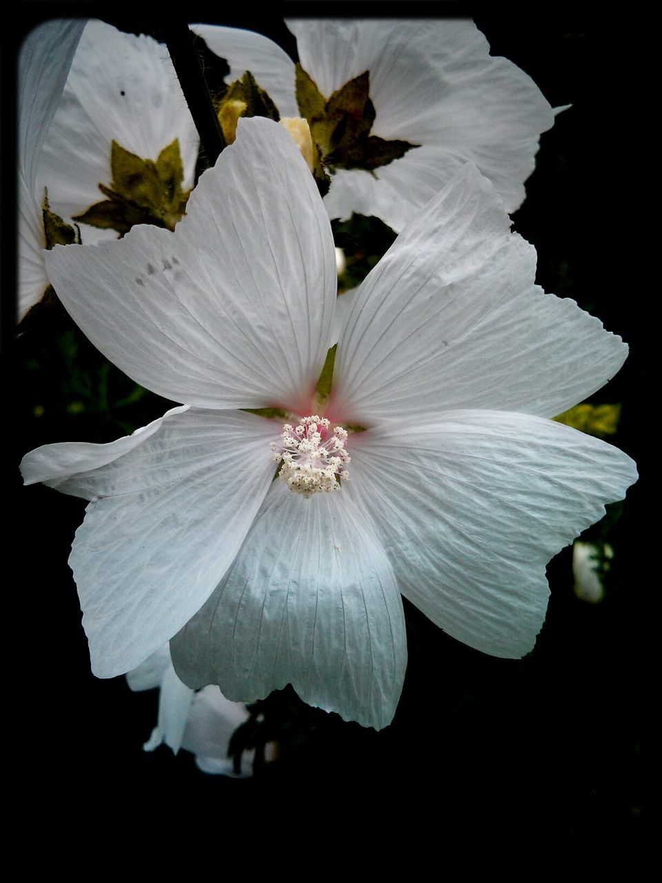 Close-up of white hibiscus in park