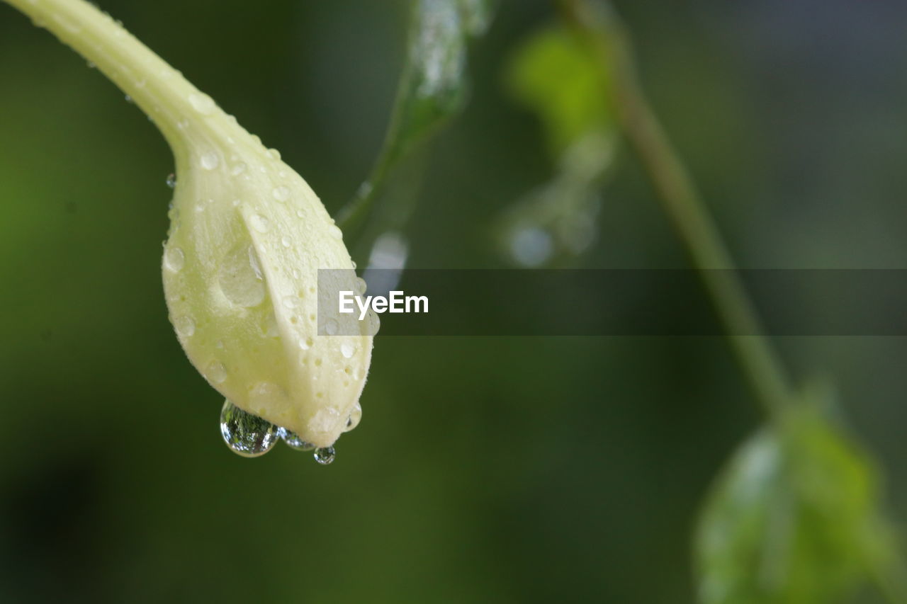 Close-up of raindrops on leaf