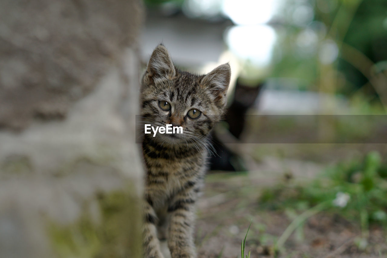 PORTRAIT OF TABBY CAT OUTDOORS