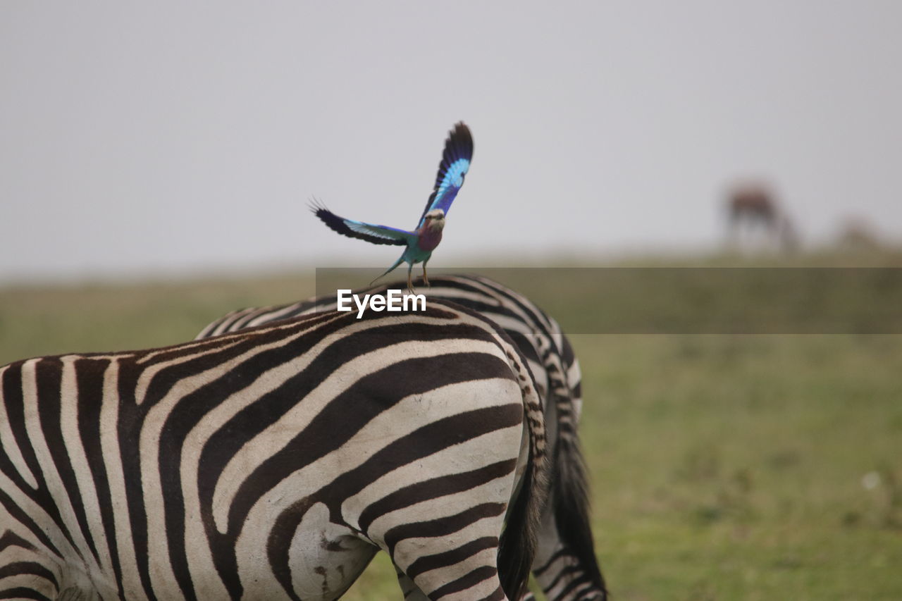 CLOSE-UP OF ZEBRAS ON FIELD AGAINST SKY