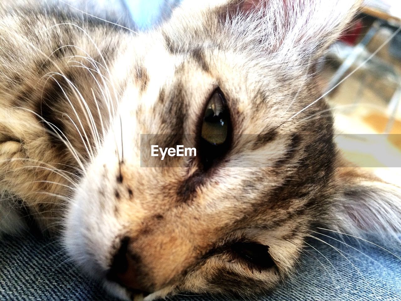 CLOSE-UP PORTRAIT OF CAT RELAXING ON BLANKET