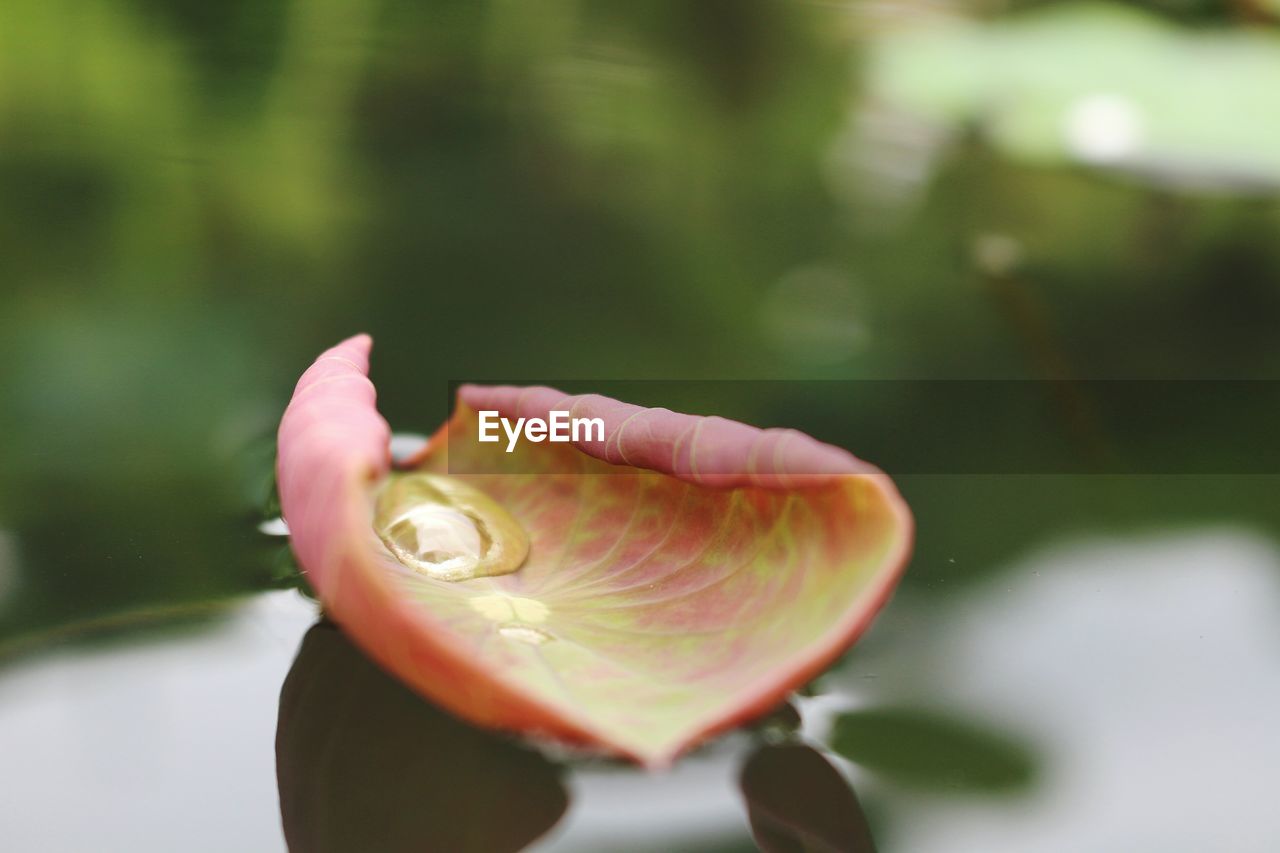 Close-up of leaf floating on pond