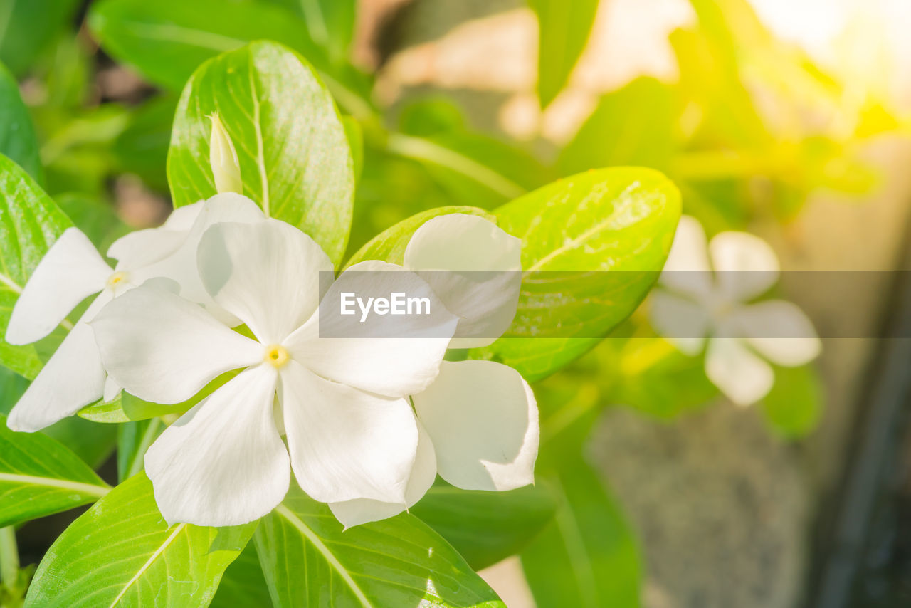 CLOSE-UP OF WHITE FLOWERING PLANT WITH RED LEAVES