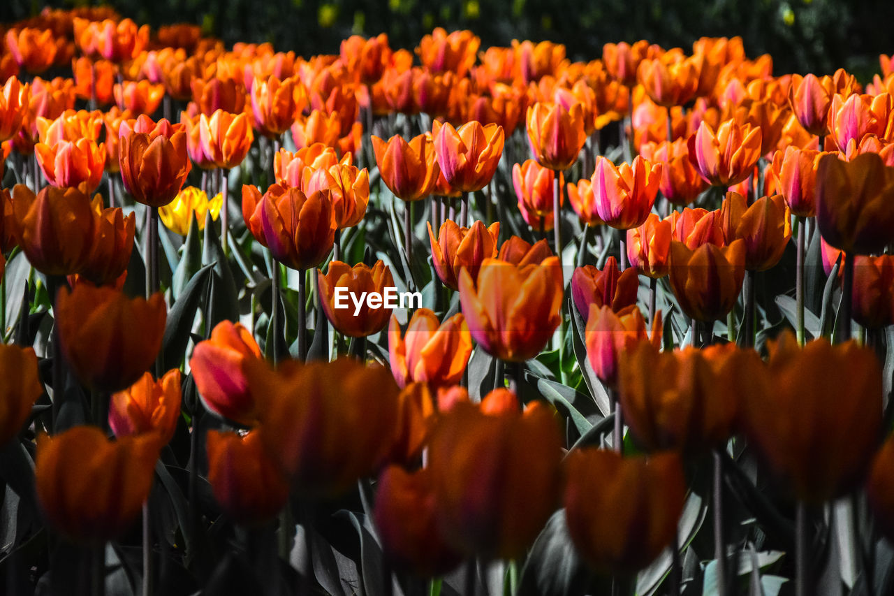 Close-up of tulips