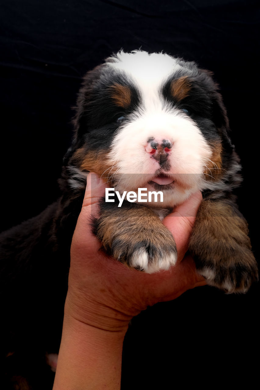 one animal, mammal, animal themes, pet, domestic animals, animal, canine, dog, black background, hand, holding, studio shot, one person, young animal, indoors, puppy, cute, lap dog, animal body part, portrait, close-up, animal hair, animal head