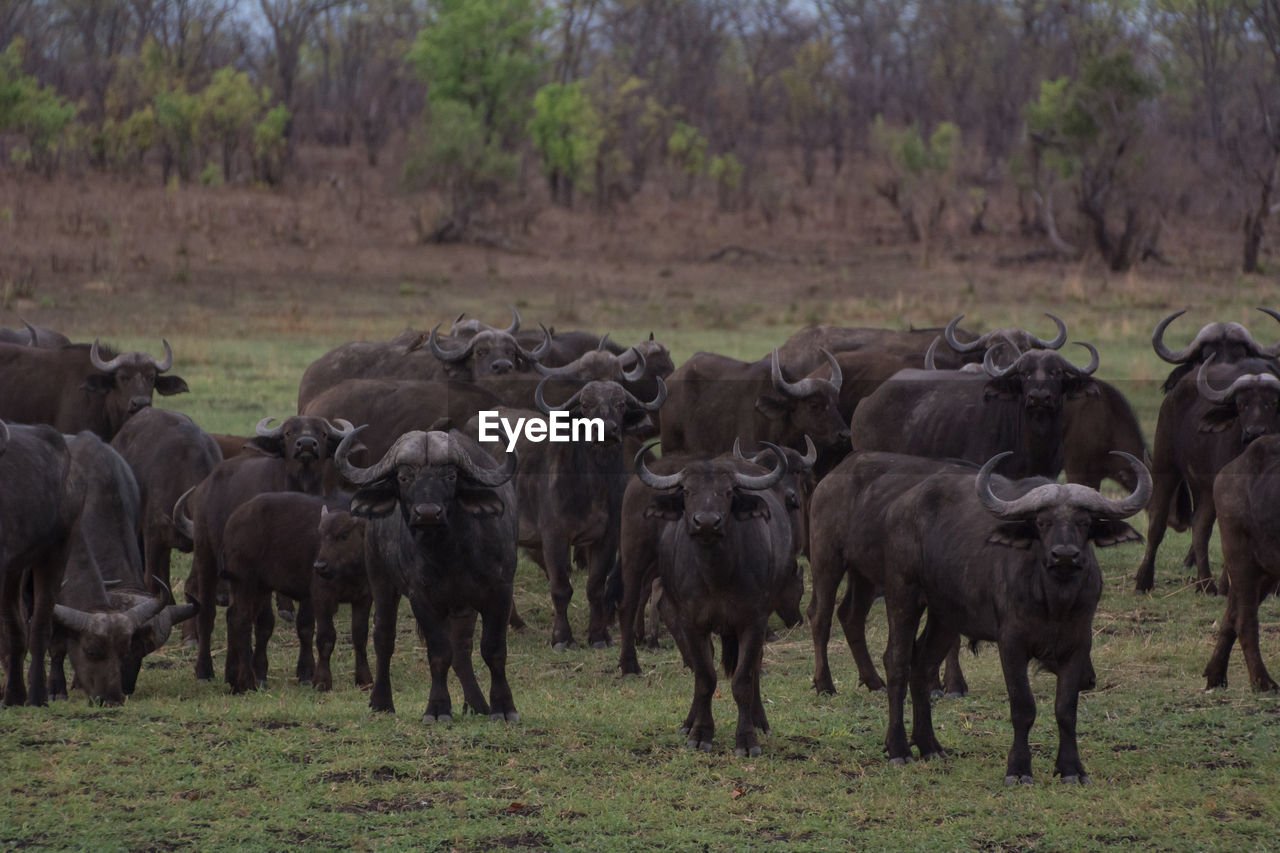 HORSES ON FIELD