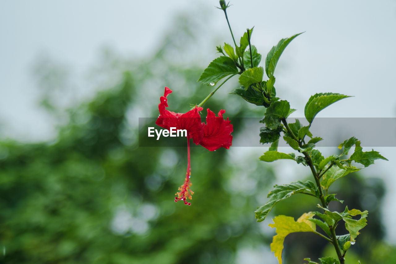 Close-up of red hibiscus on plant