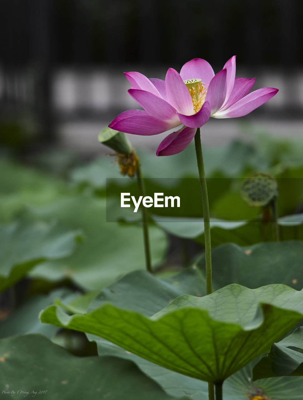 CLOSE-UP OF LOTUS WATER LILY