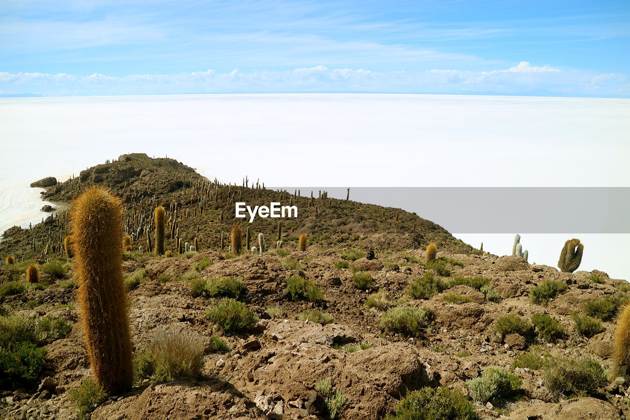 Isla del pescado rocky outcrop filled with trichocereus cactus plants in uyuni salt flats, bolivia