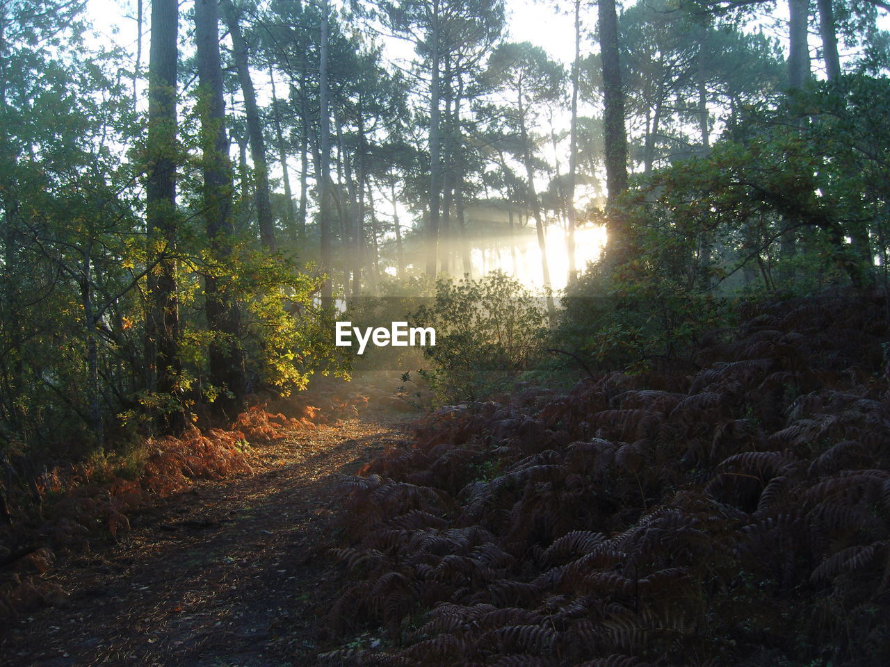 TREES AND PLANTS IN FOREST