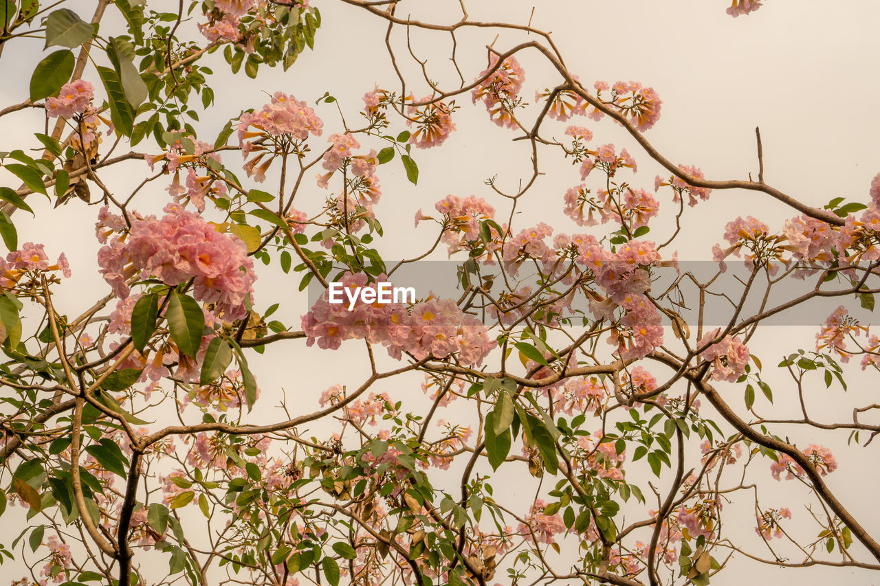 Pink trumpet shrub flowering tree blossom on green leaves, pink tecoma or tabebuia rosea plant