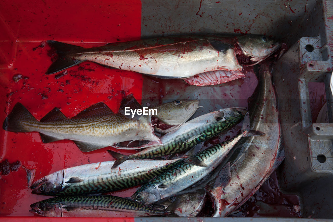 High angle view of dead fish in bucket