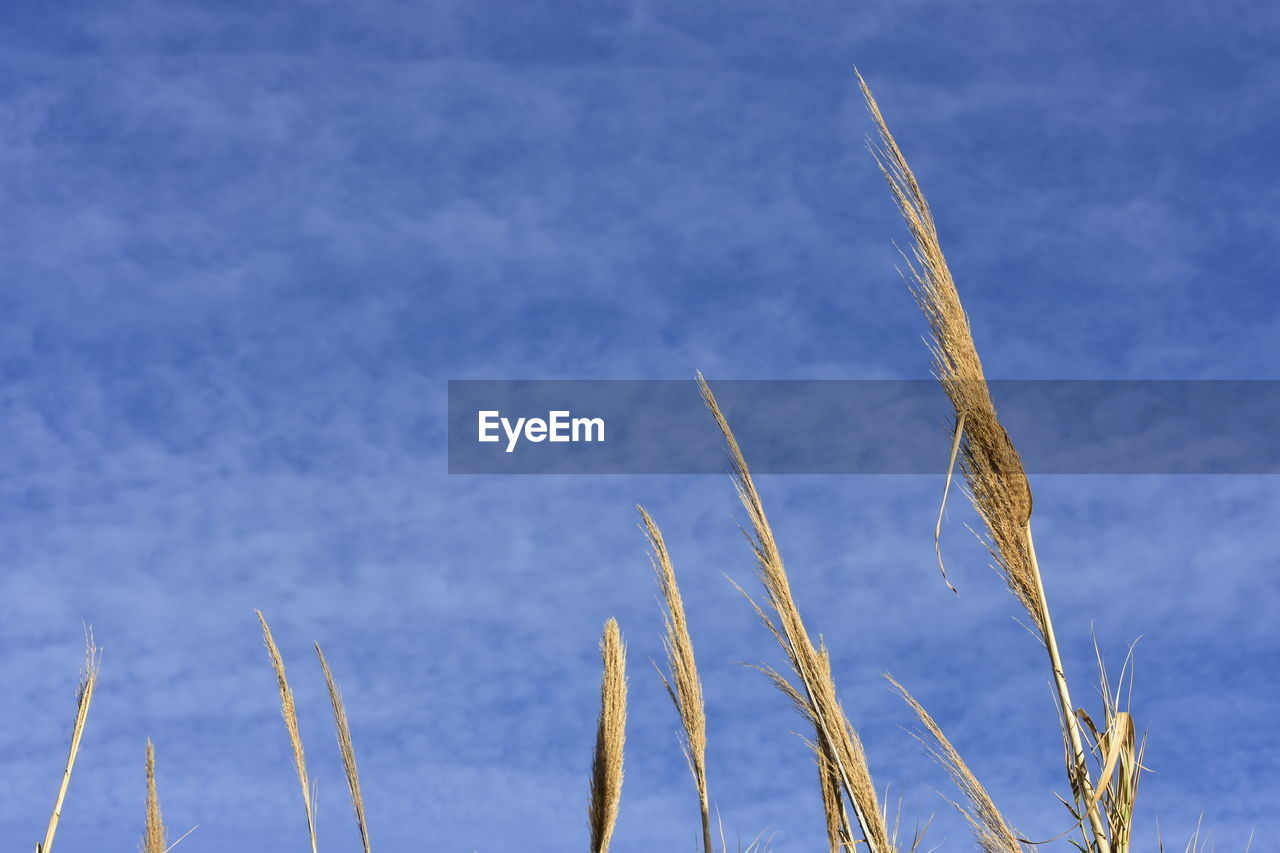 LOW ANGLE VIEW OF TALL GRASS AGAINST SKY