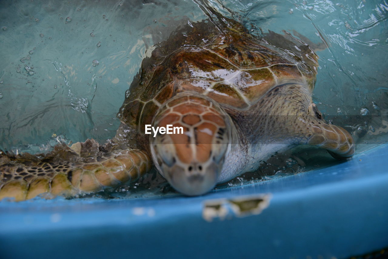 CLOSE-UP OF FISH UNDERWATER