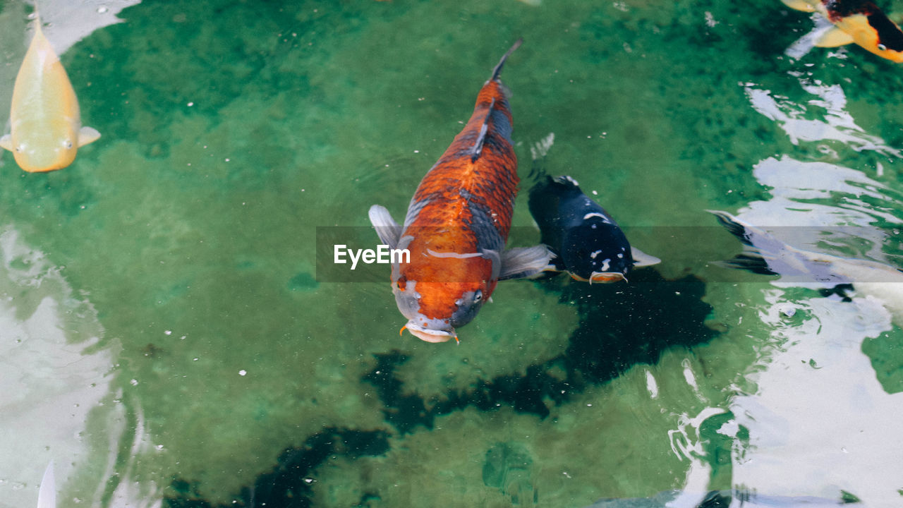 HIGH ANGLE VIEW OF KOI FISH IN WATER