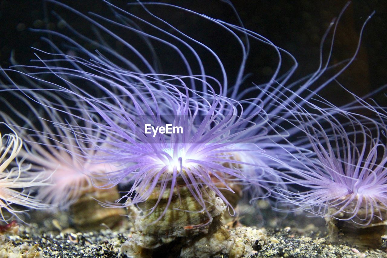 Close-up of jellyfish swimming 