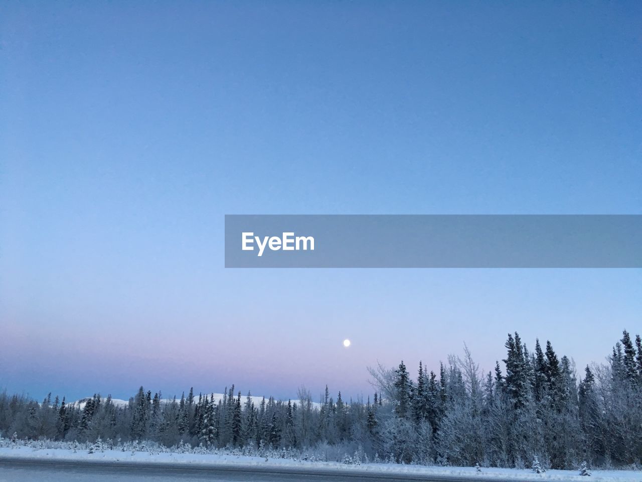 TREES AGAINST CLEAR SKY DURING WINTER