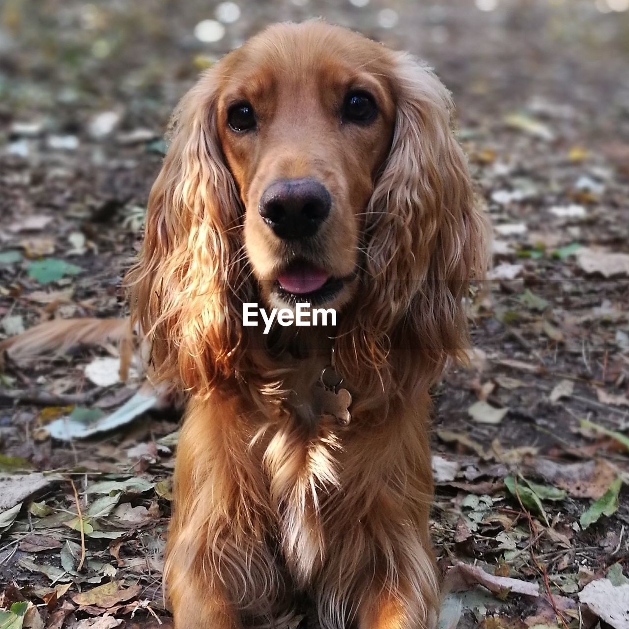 PORTRAIT OF BROWN DOG ON FIELD