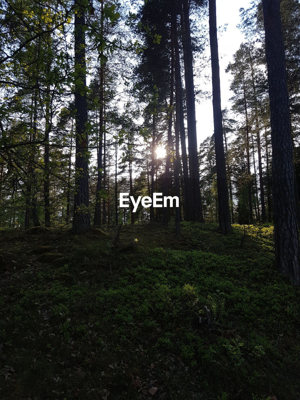 TREES IN FOREST AGAINST SKY