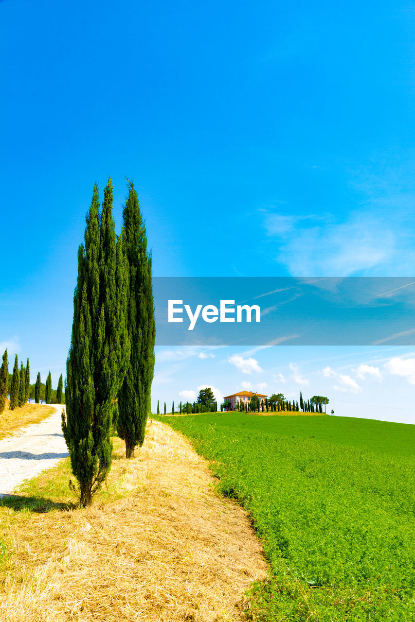 TREES ON FIELD AGAINST SKY