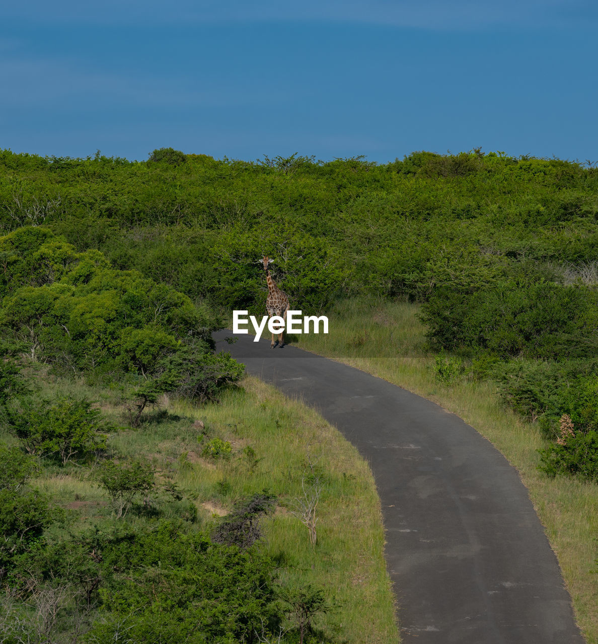 Giraffe in the nature reserve in hluhluwe national park south africa