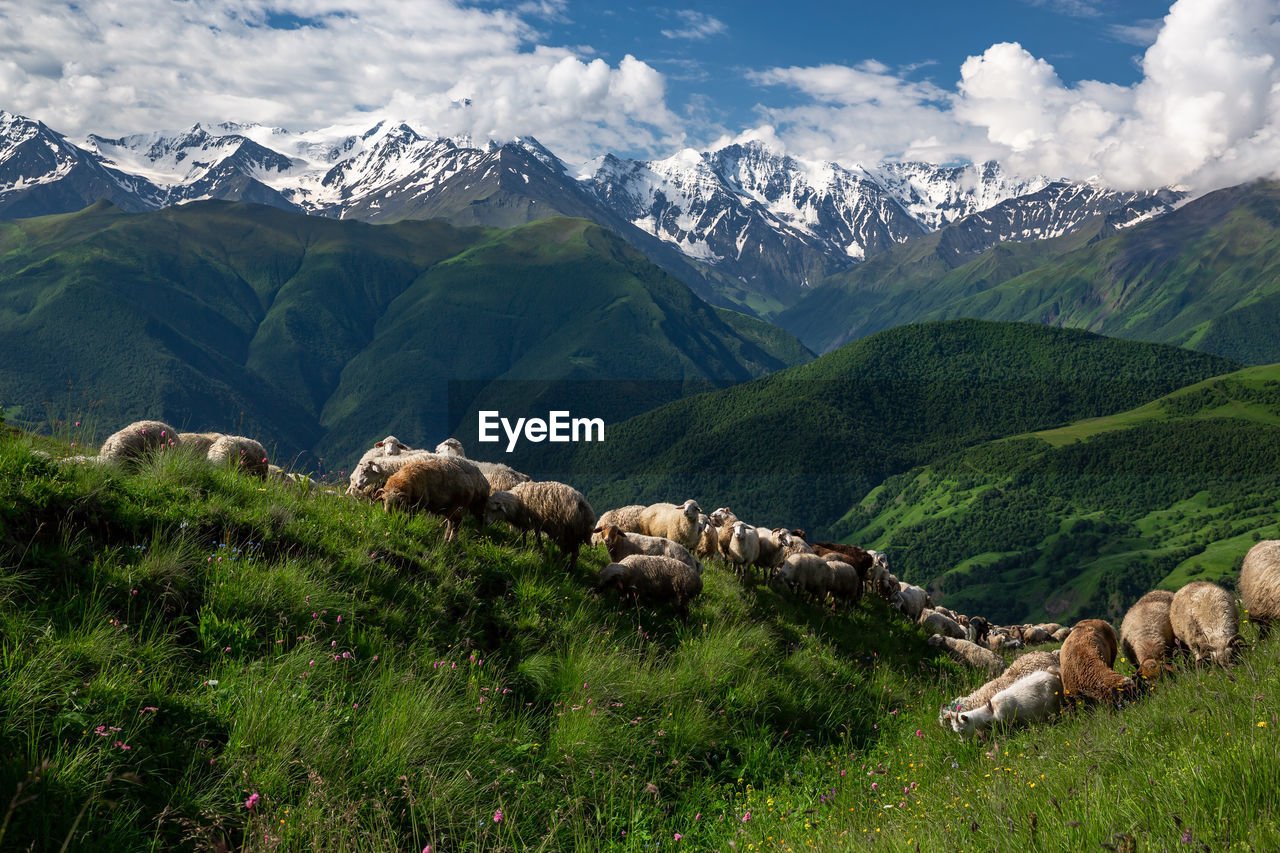 SCENIC VIEW OF GREEN LANDSCAPE AND MOUNTAIN