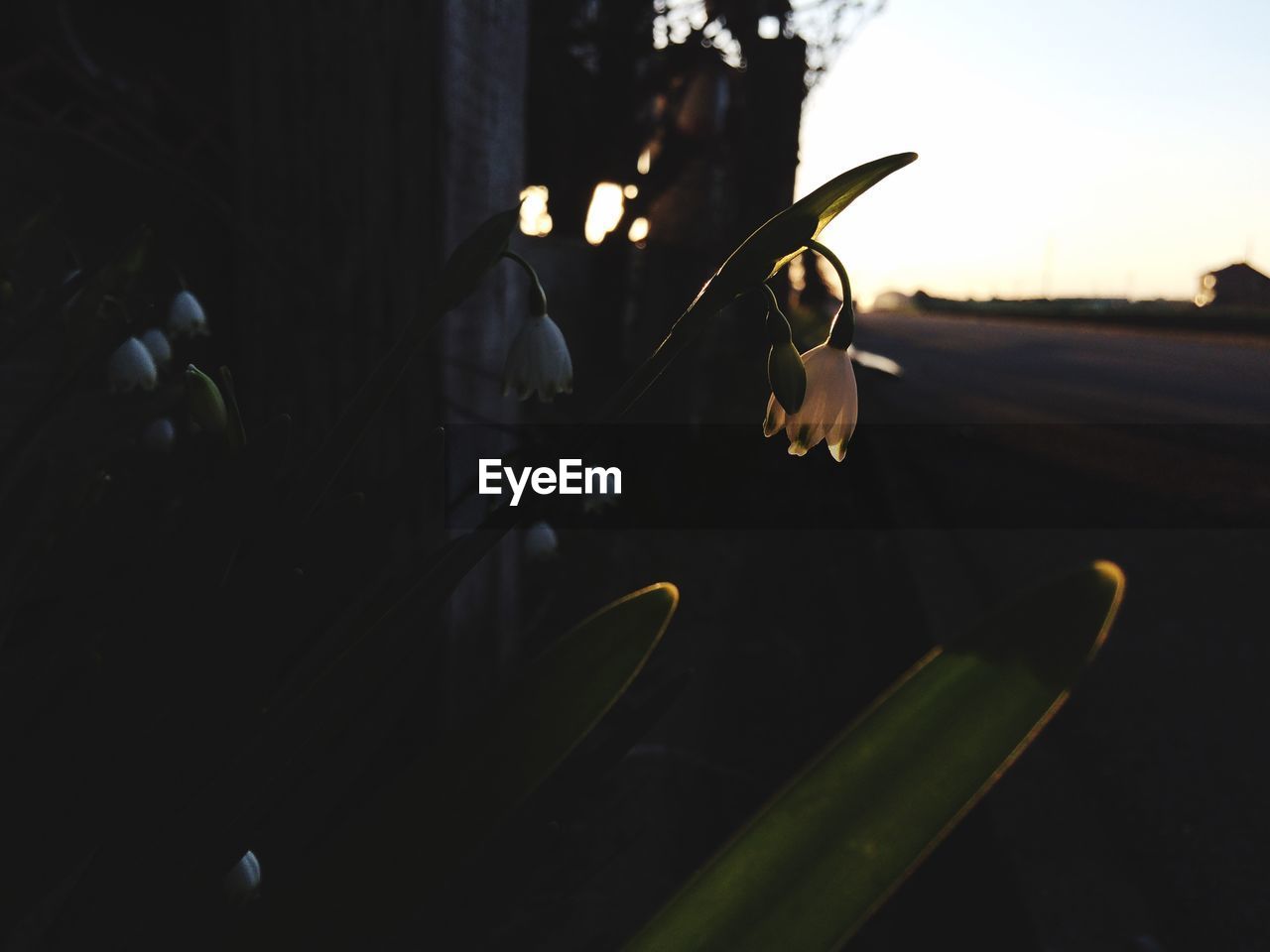 Close-up of flower plant at sunset