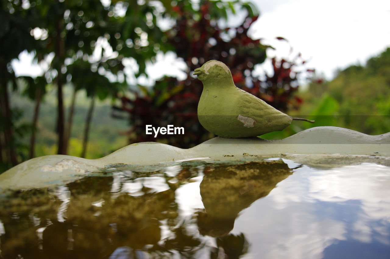 CLOSE-UP OF GREEN BIRD PERCHING ON WATER