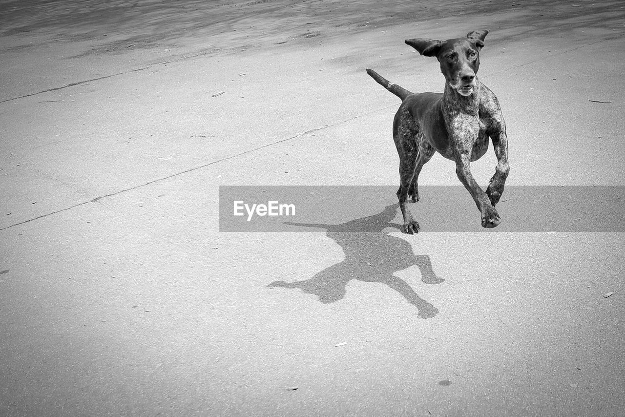 Dog jumping on road