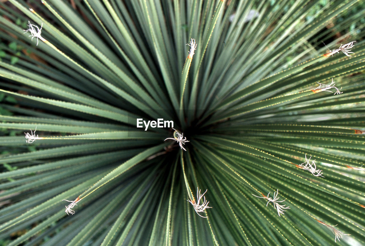 Full frame shot of palm leaves