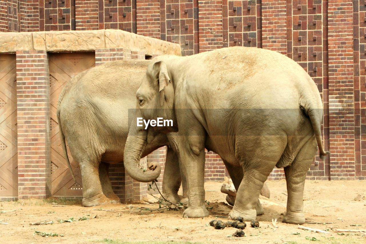 Elephant standing against brick wall