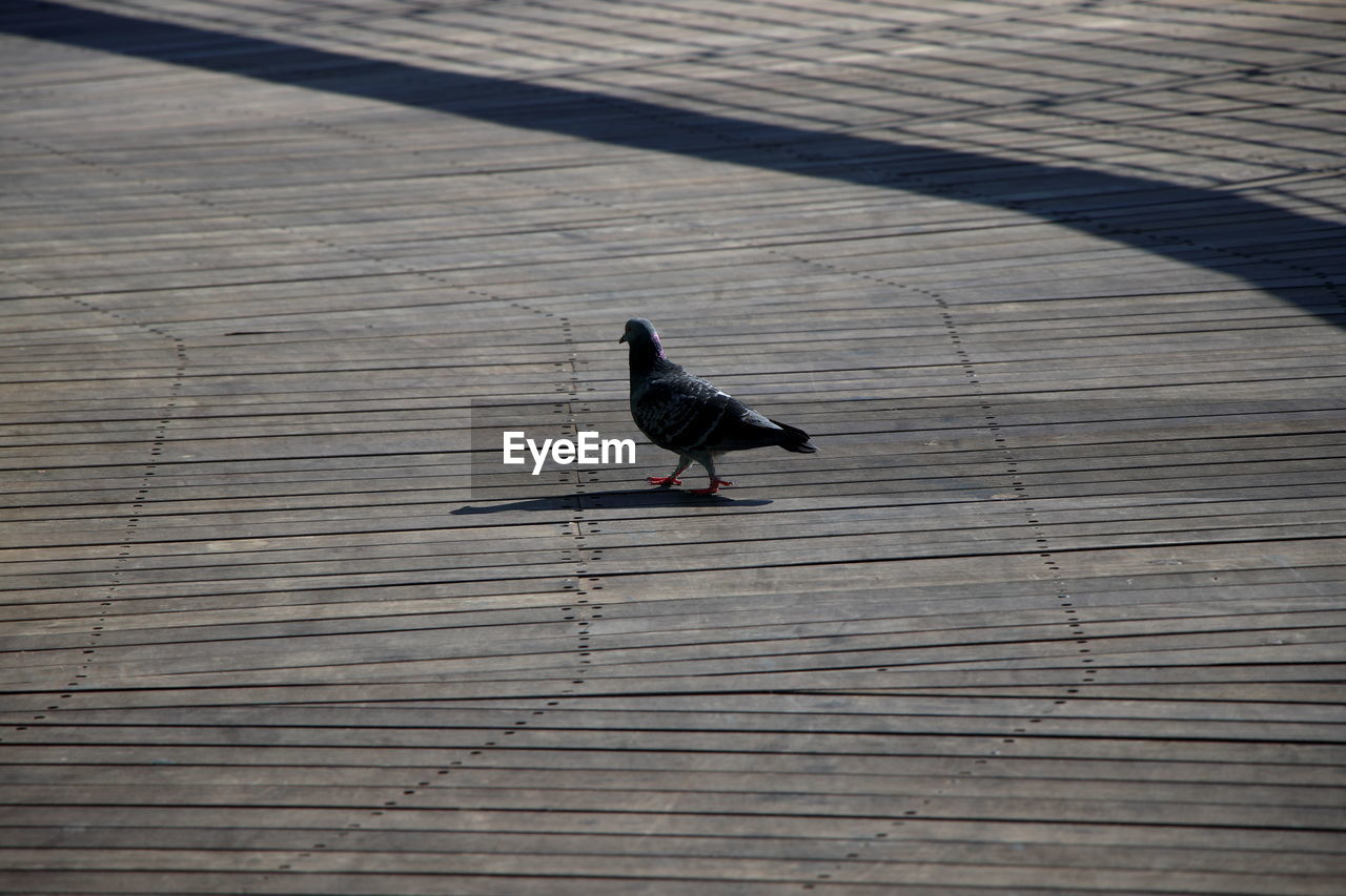 High angle view of bird perching on deck