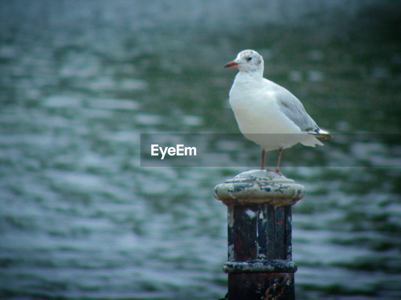 bird, animal themes, animal, animal wildlife, wildlife, one animal, water, perching, gull, seagull, focus on foreground, seabird, beak, no people, nature, post, day, wooden post, sea, wood, outdoors, reflection, full length, beauty in nature, european herring gull