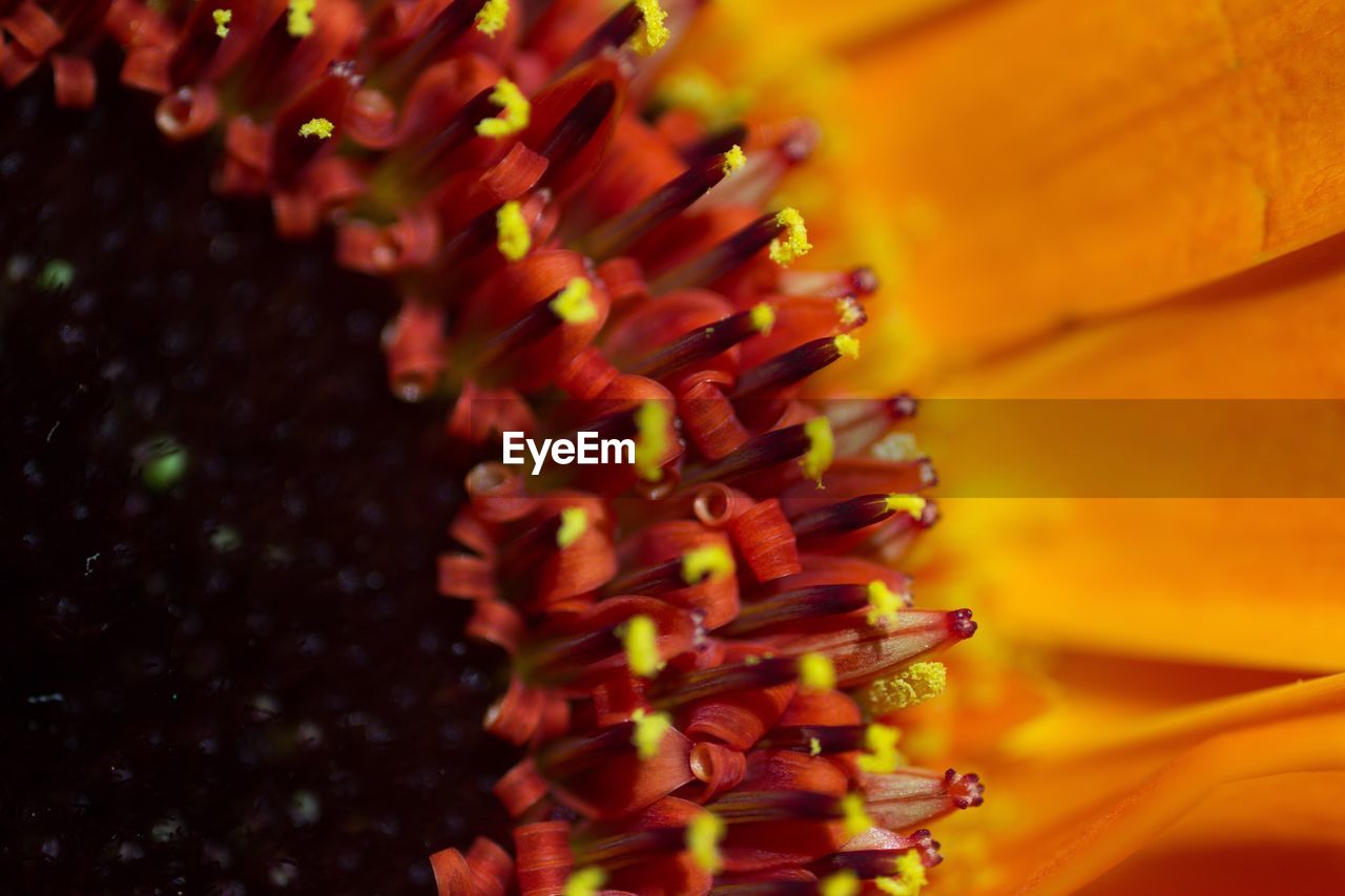 Close-up of colorful flowers