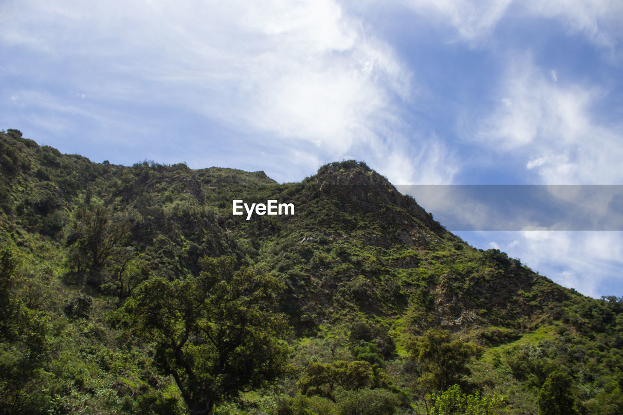 LOW ANGLE VIEW OF TREES AND MOUNTAIN AGAINST SKY