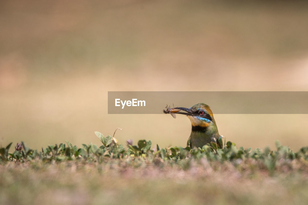Rainbow bee-eater burrowing