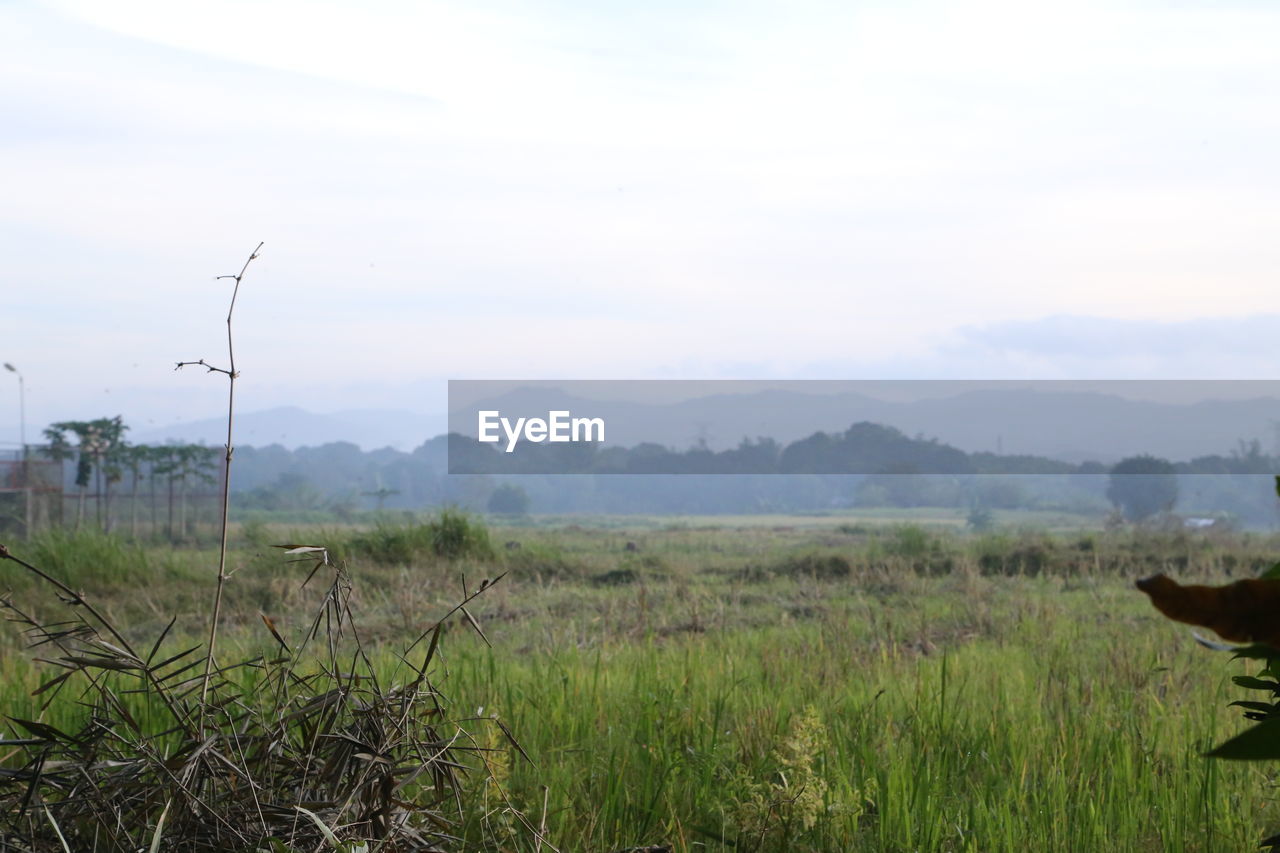 SCENIC VIEW OF FARM FIELD AGAINST SKY