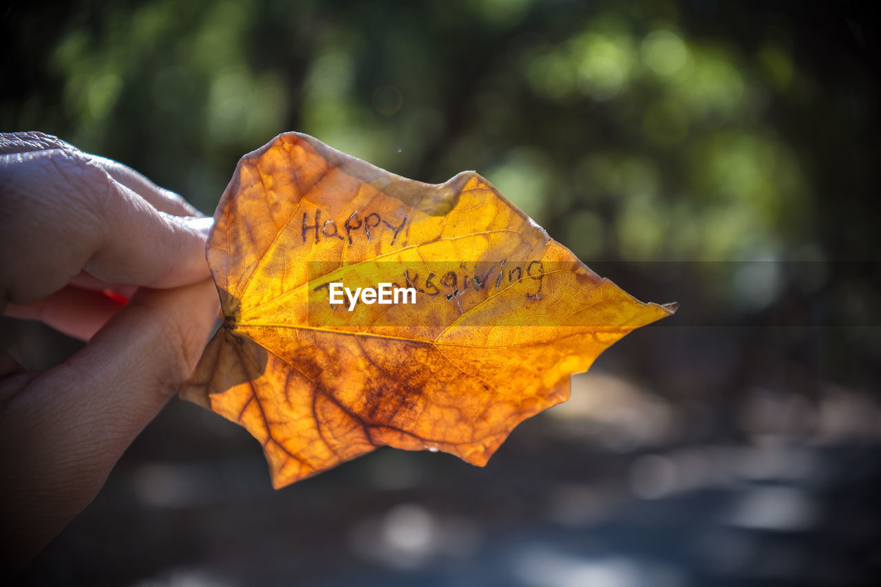 Close-up of yellow maple leaf during autumn