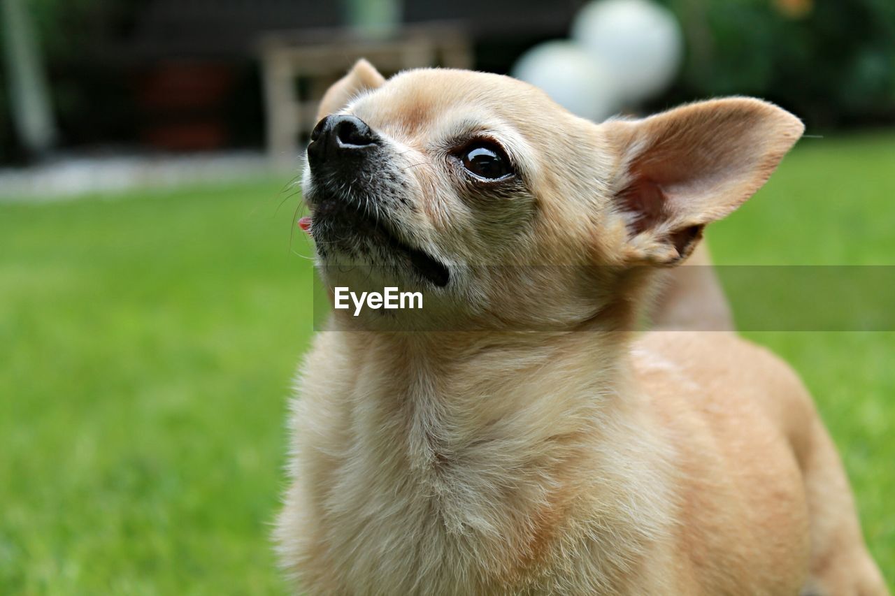 PORTRAIT OF DOG OUTDOORS