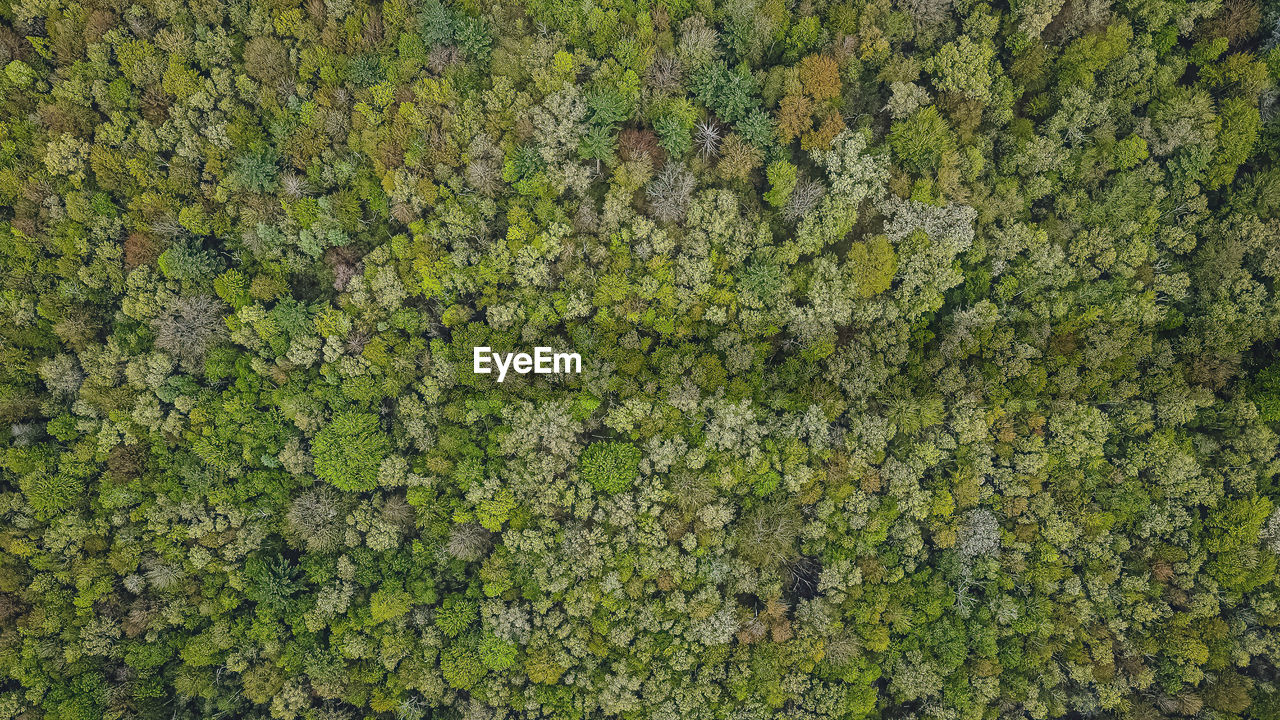 Drone view of a spring season forest in wisconsin